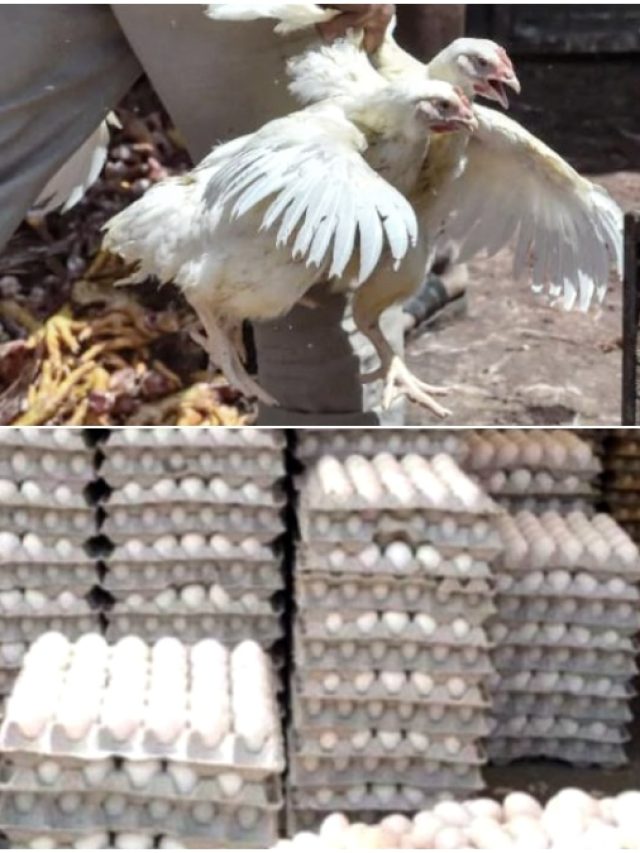 এক ধাক্কায় অনেকটা সস্তা হল চিকেন-মুরগির ডিম