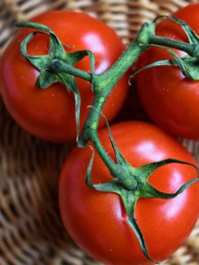 টমেটোর খেলে হতে পারে এই রোগগুলি, সাবধান