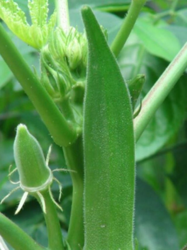 বাড়িতে পড়ে থাকা গামলাতেই চাষ করুন ঢ্যাঁড়শ, সহজেই হবে