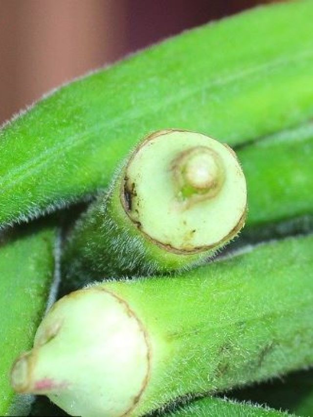 ঢ্যাঁড়স সংরক্ষণ করুন এভাবে, সপ্তাহখানেক থাকবে সতেজ!