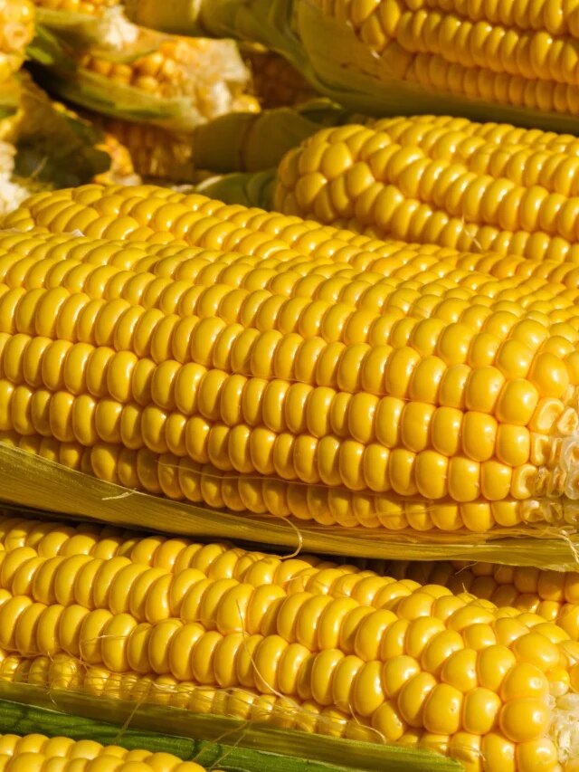 বর্ষায় সুপার-ফুড ভুট্টা, কীভাবে খেলে উপকার?