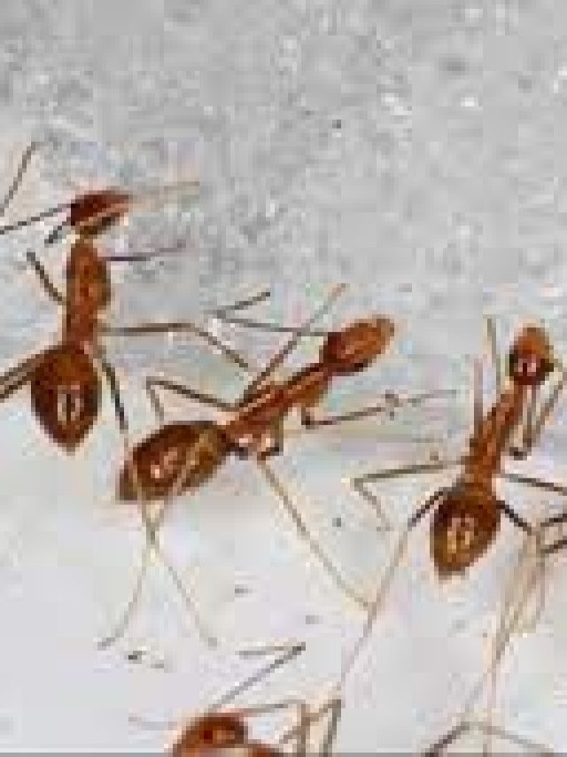 বাড়িতে পিঁপড়ের উত্‍পাতে জেরবার? রইল তাড়ানোর সহজ উপায়