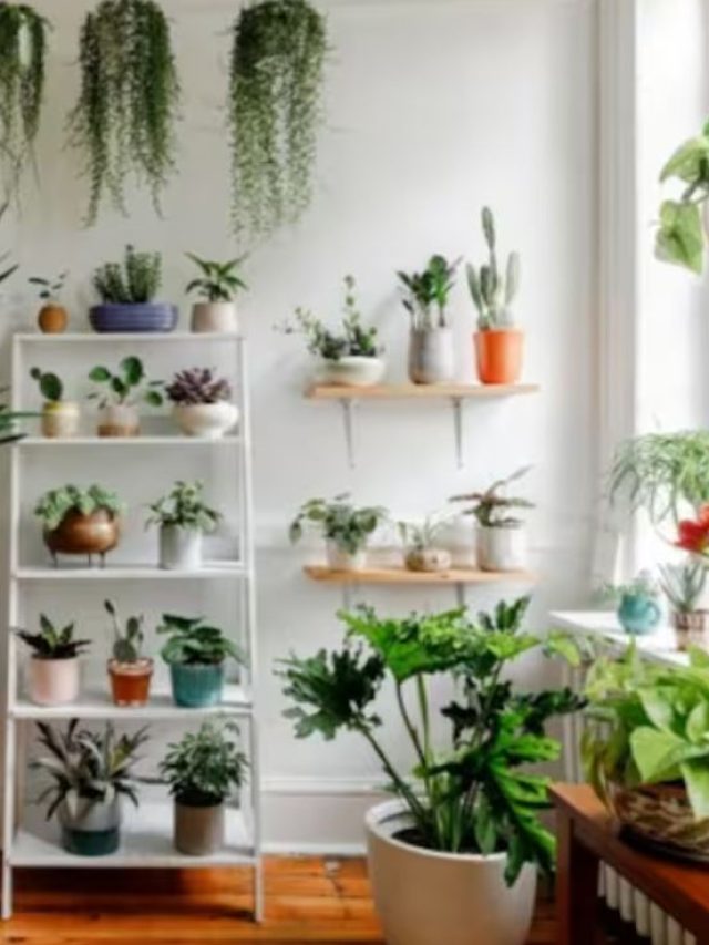 বাড়িতে এই ৫ ফুলের মধ্যে একটি থাকলেই বাড়বে টাকা-সম্পদ