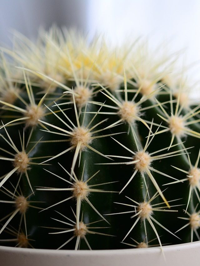 ঘরের সৌন্দর্য বাড়িয়েছে ক্যাকটাস, অজান্তেই বিপদ ডাকছেন