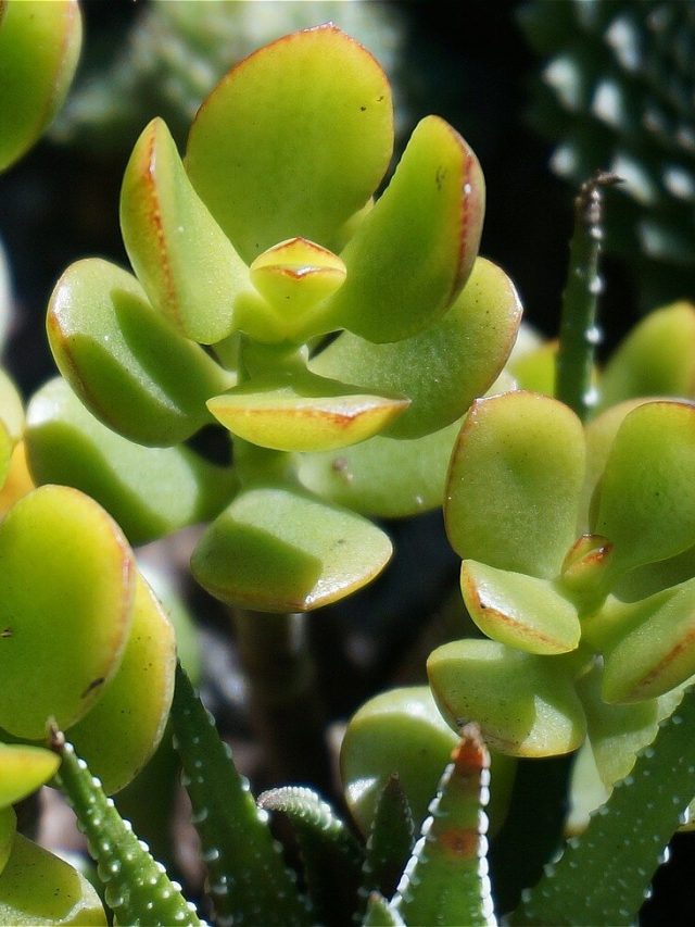 Jade Plant Care Guide How to Grow Jade Plants