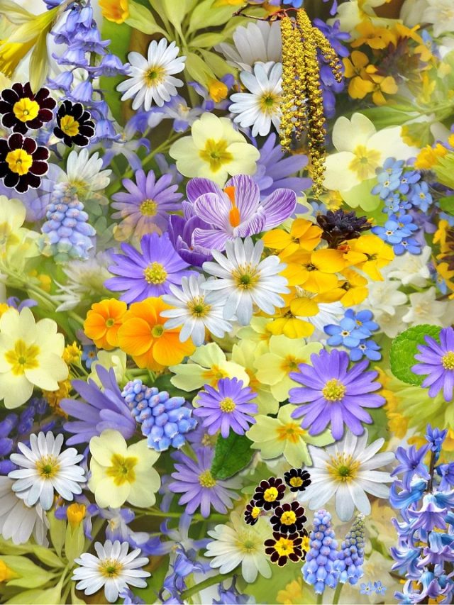 এই ৫ ফুলগাছই বাড়িতে আনবে টাকা, মিলবে লক্ষ্মীর আশীর্বাদ