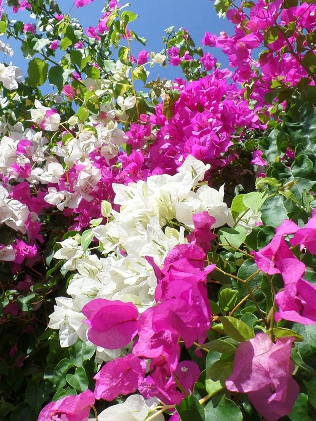 বোগেনভিলিয়া ফুল এইসব রোগের প্রতিষেধক