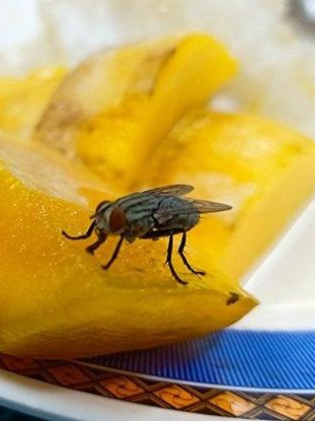 ঘরোয়া উপায়ে মাছি তাড়ান, কাজ হবেই