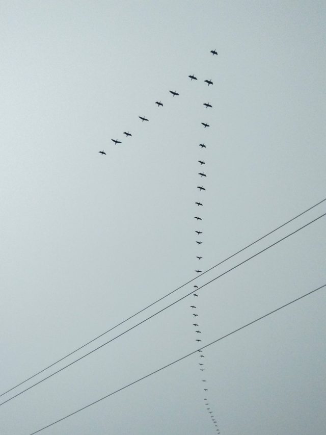 Why Do Birds Fly In V Shape?