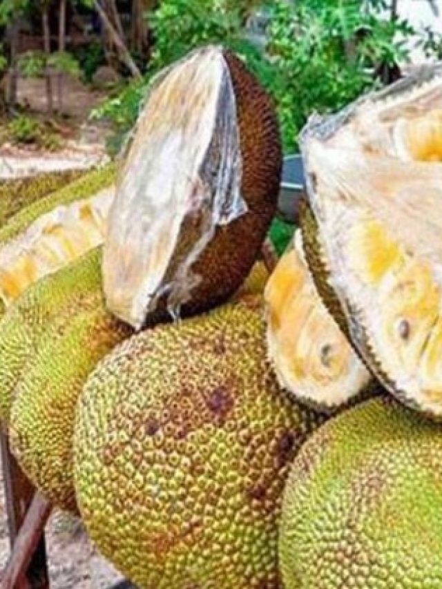 তারুণ্য ধরে রাখে এঁচোর, রয়েছে এই ৫ উপকার?