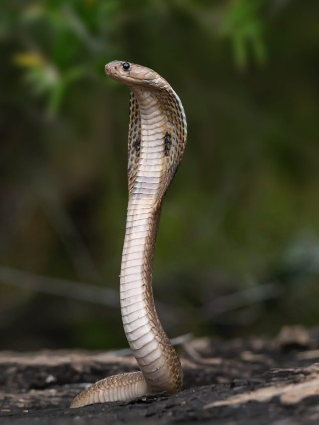 বর্ষাকালে বাড়ে সাপের উপদ্রব, ঘরোয়া উপায়ে তাড়াবেন কীভাবে