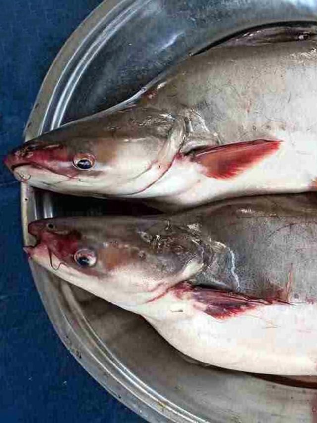 ইলিশের দামে অস্থির? বদলে এই মাছ খান