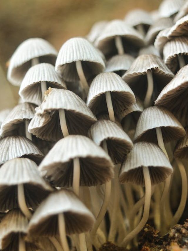 বয়স বাড়তে দেয় না, কম রাখে ওজনও; গুণে ভরপুর মাশরুম