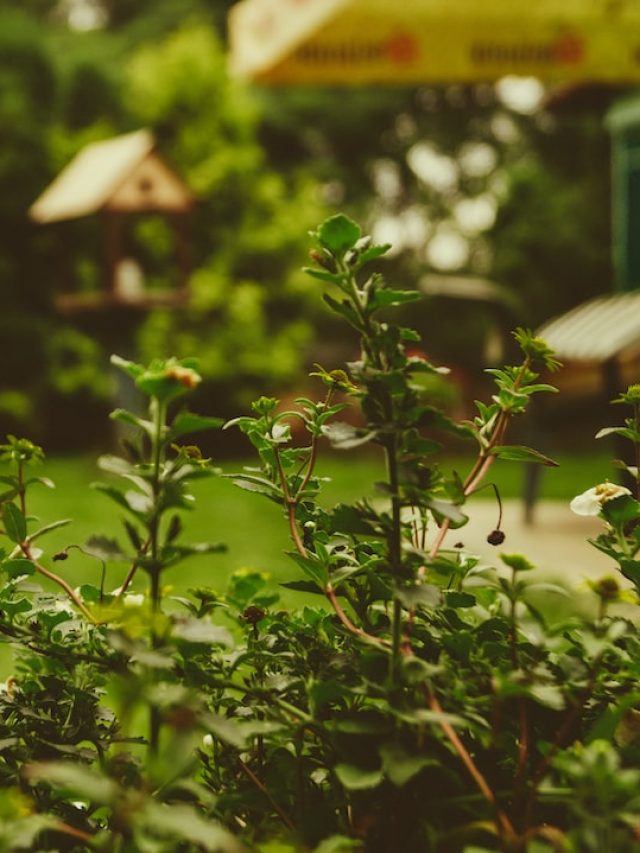বাড়িতে গাছ লাগান নির্দিষ্ট দিক মেনে, না হলেই অর্থহানি