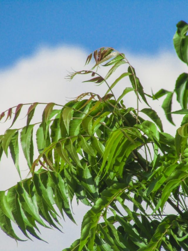 নিম পাতাতেই ক্যান্সারের ওষুধ? যুগান্তকারী গবেষণা