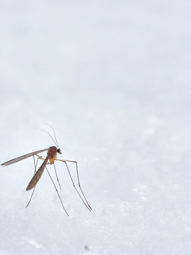 5 Factors That Make Mosquitoes Bite Some People More Over Others