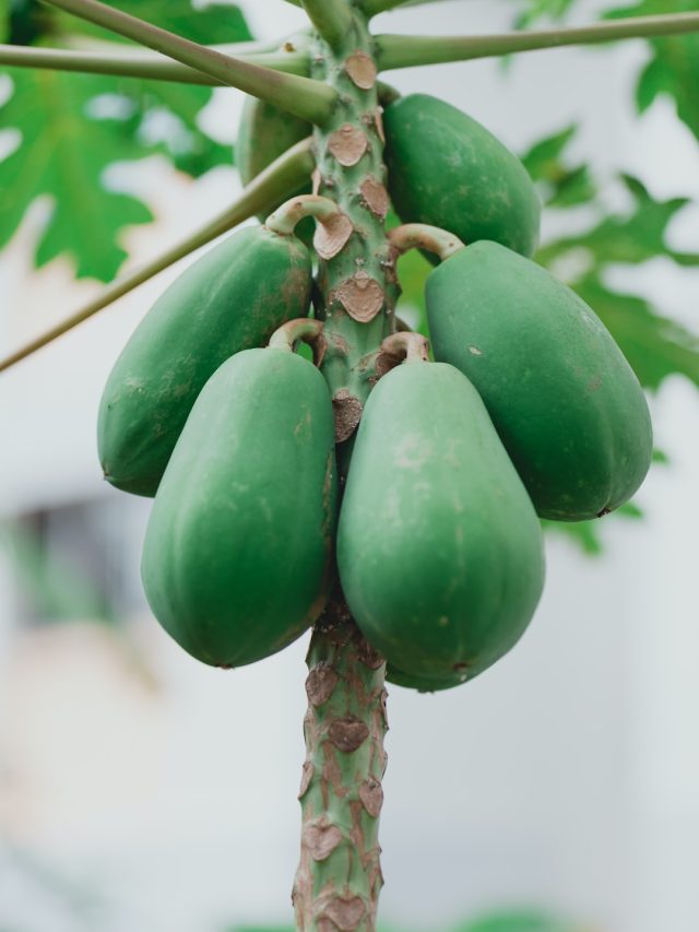 হার্ট-ডায়াবেটিসে সমস্যায় পেঁপে খাওয়া উচিত?