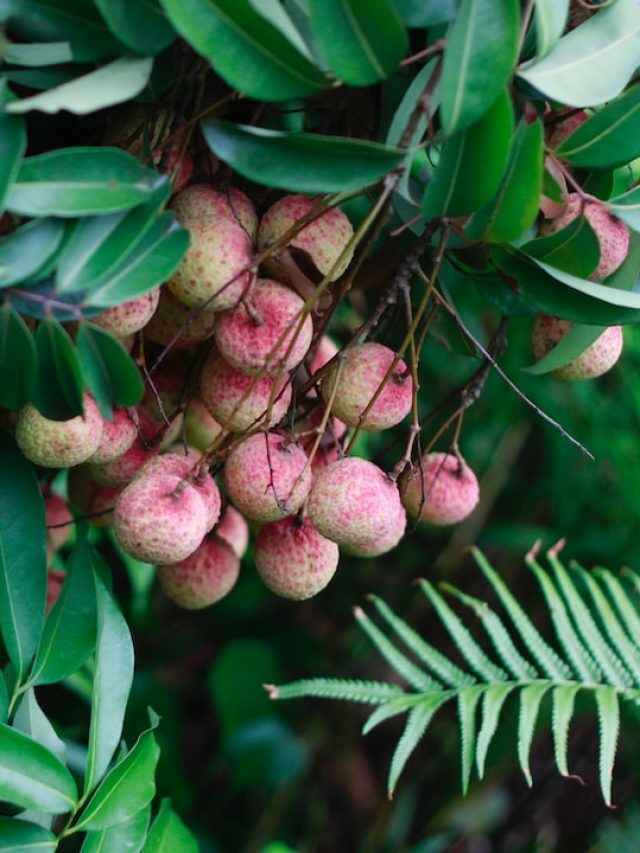হার্টের অসুখ-ক্যান্সার রোধ, লিচুর রইল ৭ মহা-গুণ