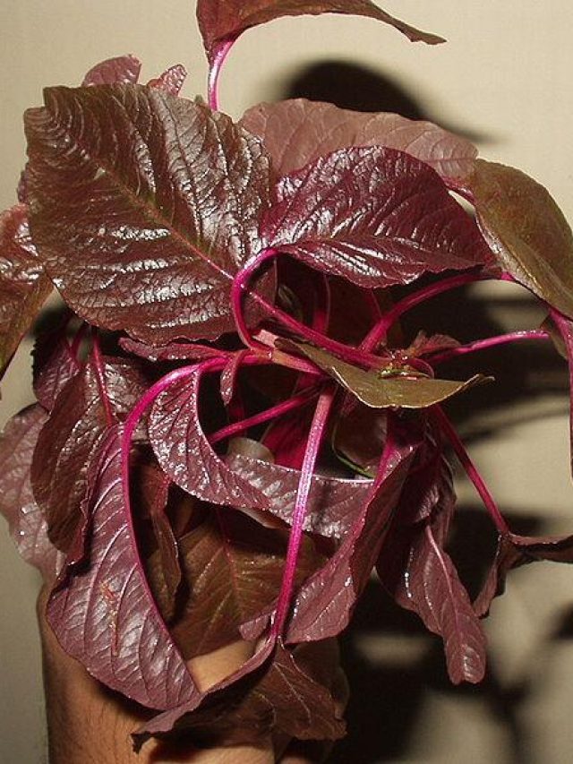 শাকে একটুও মাটি থাকবে না, ধুতে হবে এই উপায়ে