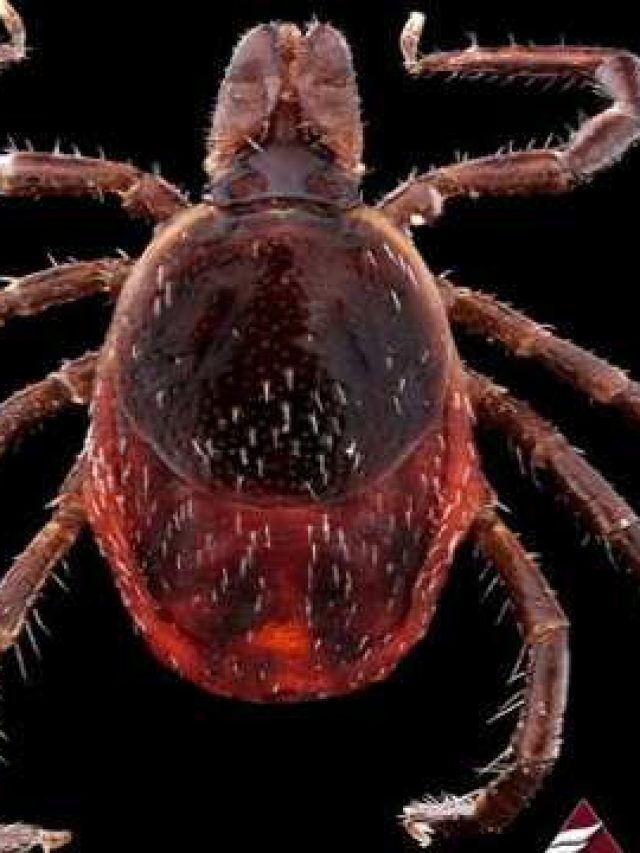 স্ক্রাব টাইফাসে আক্রান্ত শিশু, পোকা কামড়ালেই বিপদ, লক্ষণ চিনুন