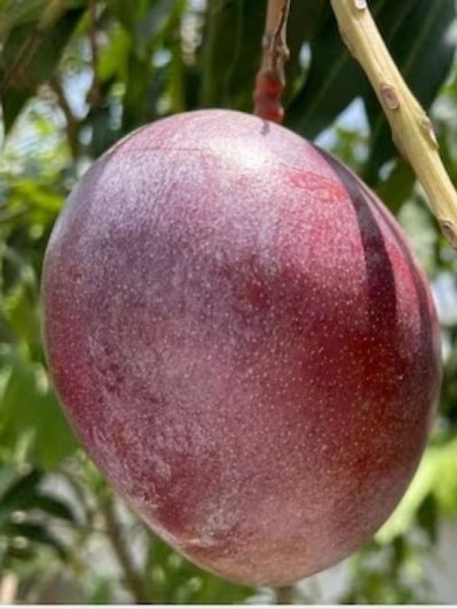 দাম ২.৫ লাখ , কেনো স্পেশাল 'মিয়াজাকি' আম?