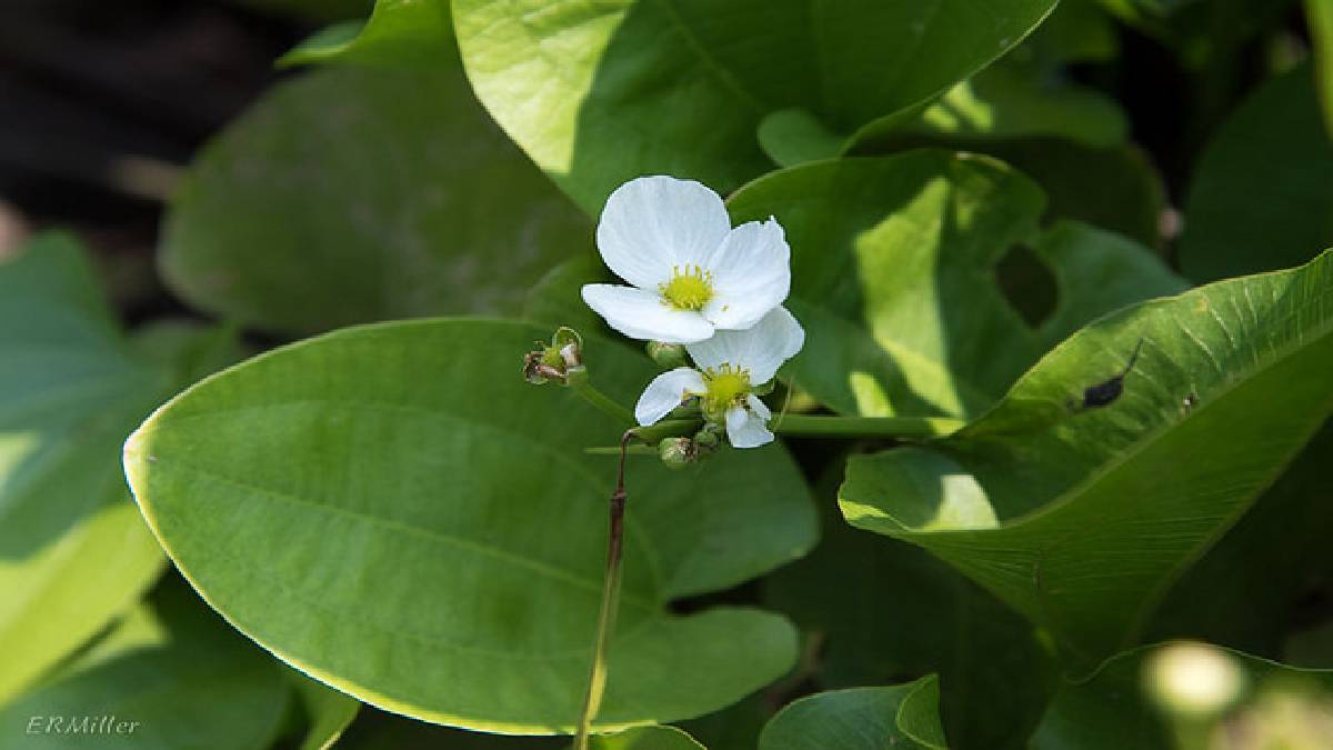Flowers that grow underwater