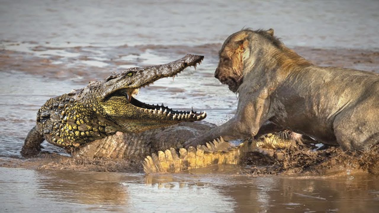 Acid Aquarium Moderator alligator eats lion Anzahl Aktentasche ...