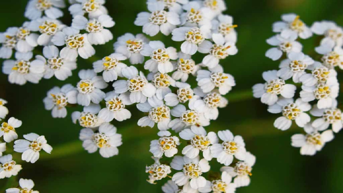 Plants That Can Survive Without Water plants-that-can-survive-without-water