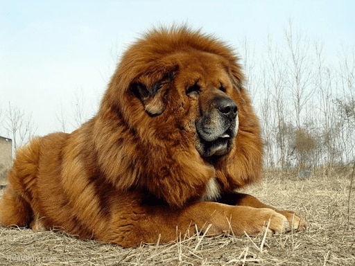 Heaviest Dog Breeds in The World