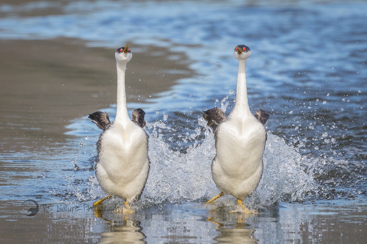 Animals that can walk on Water