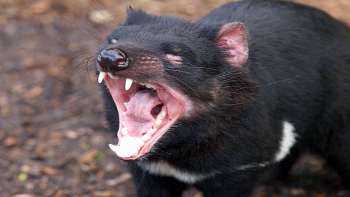 Animals known for their aggressive nature