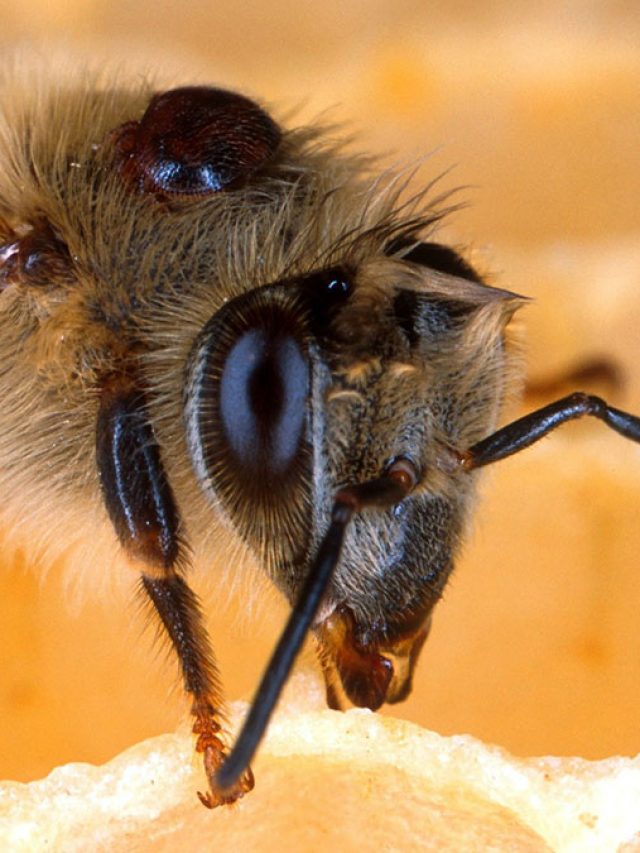 বোলতা- মৌমাছির হুলের বিষ কাটানোর উপায়