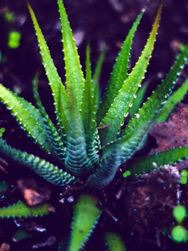 বাড়ির এই দিকে লাগান অ্যালোভেরা গাছ, শুভ ফল পাবেন