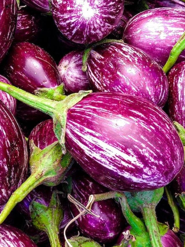 পোকা ছাড়া বেগুন কিনবেন কীভাবে? চিনুন তাজা সবজি...