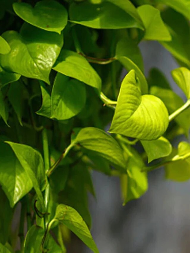 মানি প্ল্যান্ট লাগিয়েও পকেট ফাঁকা? এই কোণে রেখে দেখুন তো