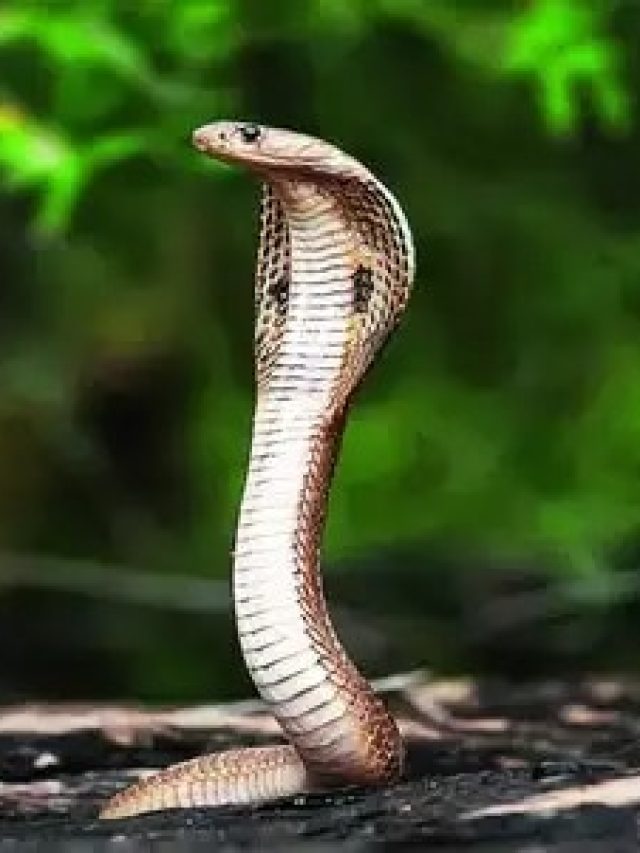 বাড়ির আশপাশে লাগান এই ৫ গাছ, ধারেকাছে আসবে না সাপ-বিছে