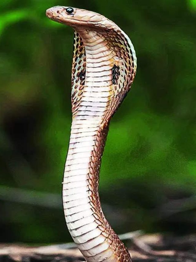 এই ৬ গাছ থাকলে বাড়িতে সাপ ঢোকার সাহস পাবে না, কী কী জেনে নিন