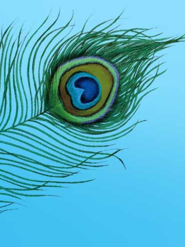 ময়ূর পালকের এত ক্ষমতা! বিছানার এই জায়গায় রাখলেই বড়লোক