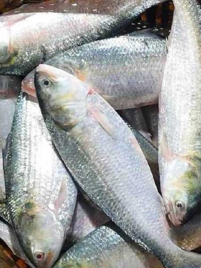 এই ওজনের ইলিশই স্বাদে সেরা, কেনার আগে 'সিক্রেট' জানুন