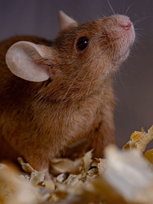 বাপ বাপ বলে পালাবে ইঁদুরের গোটা বংশ! চুপিচুপি টোটকাটা জেনে নিন