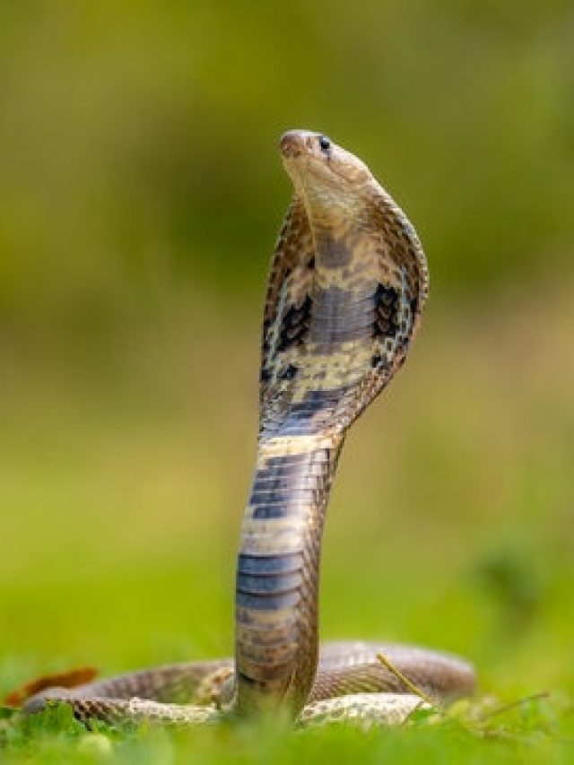 বর্ষায় বাড়ে সাপের আনাগোনা, তাড়ান এসব ঘরোয়া উপায়ে