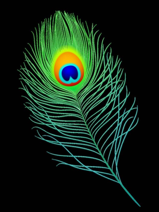 বাড়ির এই জায়গায় রাখুন ময়ূরের পালক, টাকার বৃষ্টি হবে