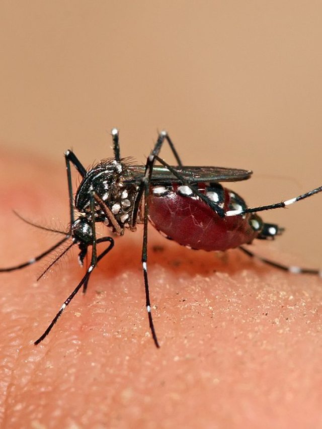 বাড়িতে এই গাছটা লাগান, ঘরের ত্রি-সীমানায় আসবে না একটাও মশা