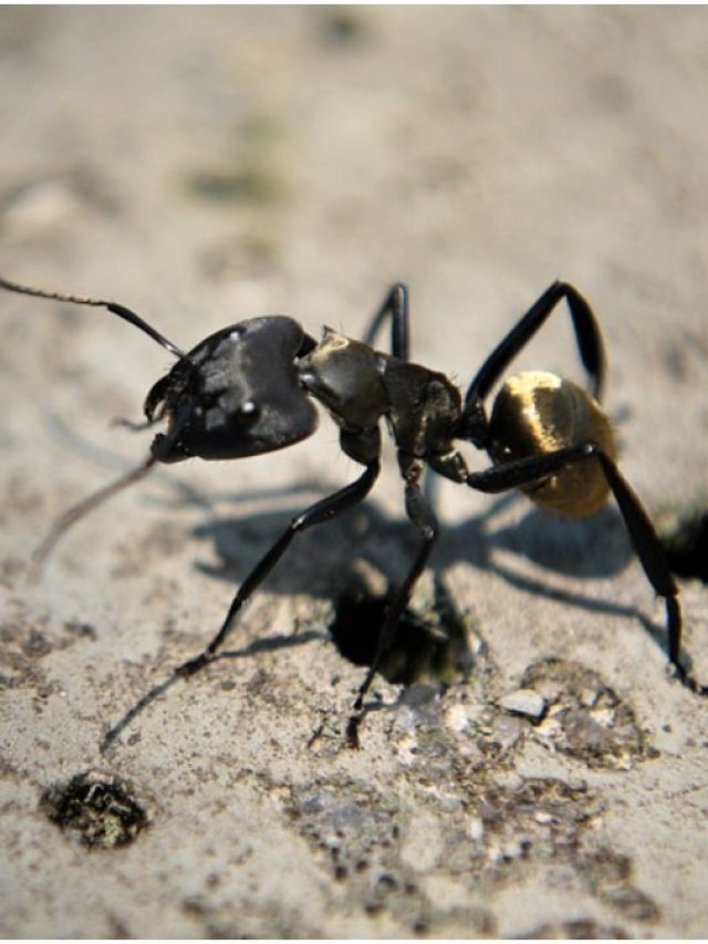 পিঁপড়েরাও তাদের শিশুদের 'দুধ' খাওয়ায়