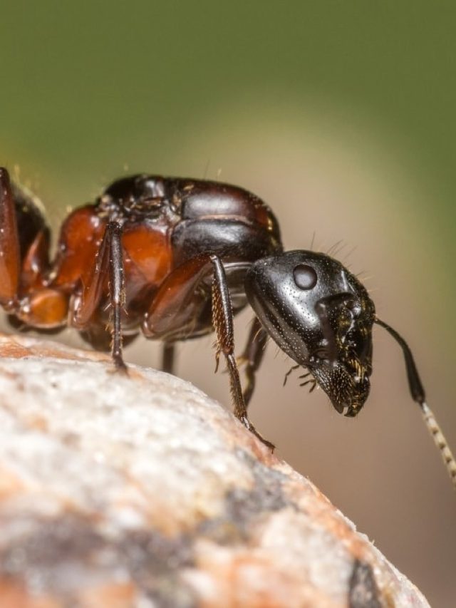 বাড়িতে এই ৩ প্রাণীর আগমন শুভ, হঠাৎ ধনলাভের ইঙ্গিত দেয়