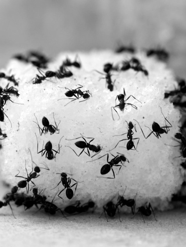 গরমে সব খাবারে পিঁপড়ের হানা? এই গুঁড়োর টোটকায় দলবেঁধে বাড়িছাড়া হবে