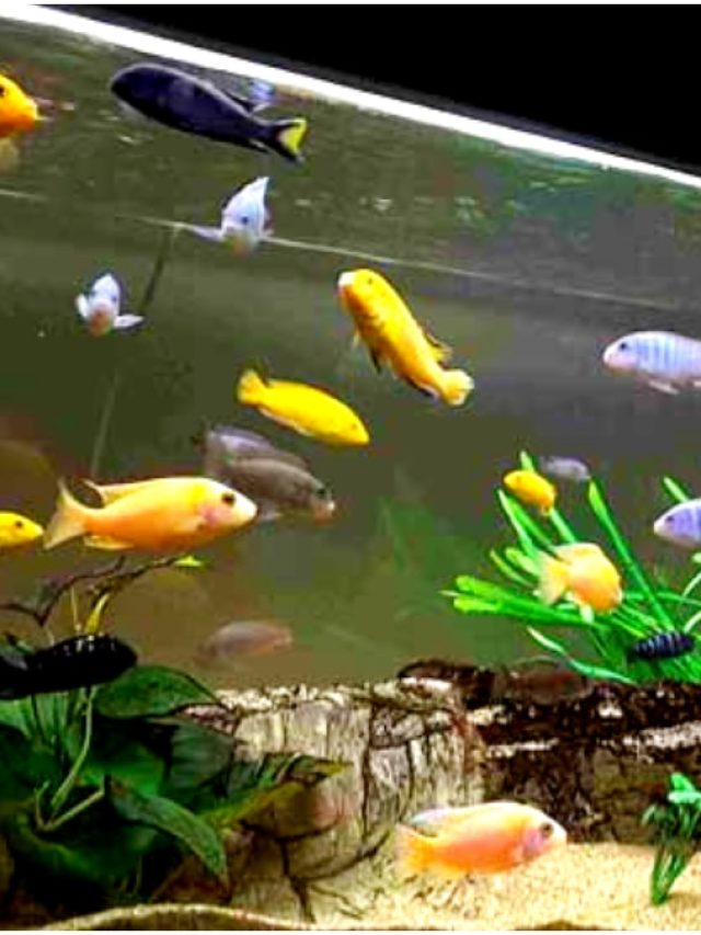 এখানে অ্যাকোরিয়াম রাখতে নেই! কোথায় রাখবেন?