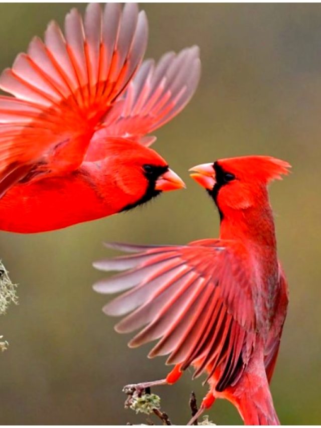 পাখিদের মধ্যেও ‘ডিভোর্স’ হয়, কারণও বেশ অদ্ভুত!