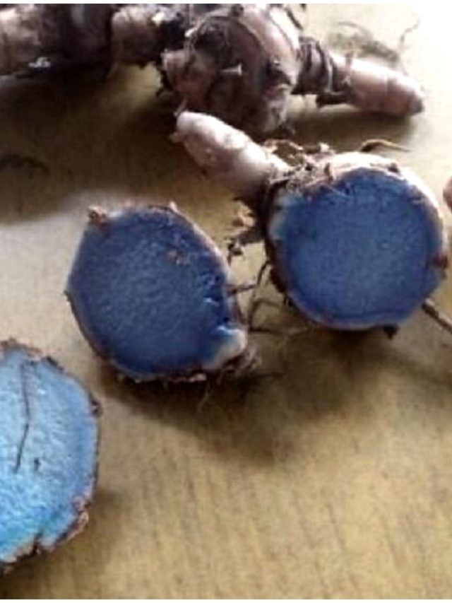 বাতের ব্যথায় কাবু? মুসকিল আসান কালো হলুদে