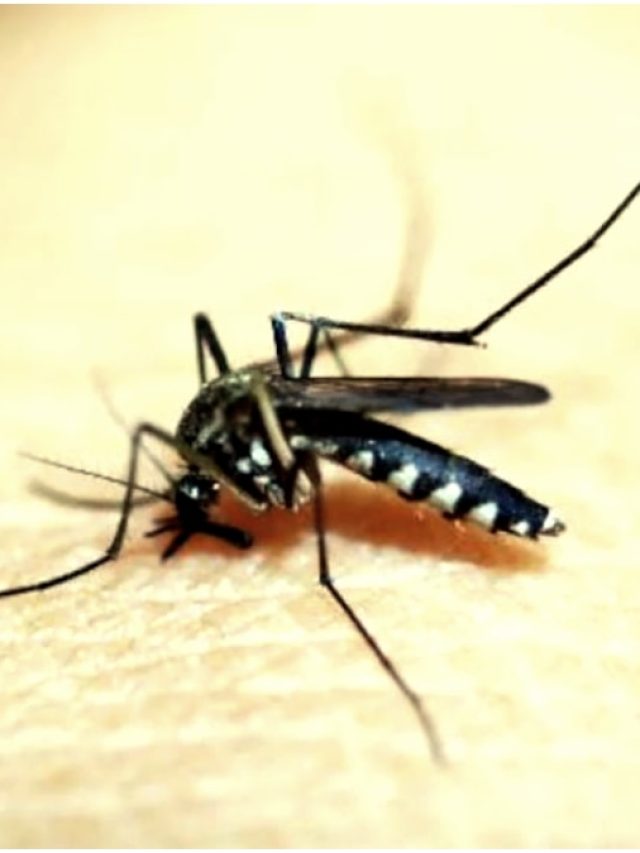 ডেঙ্গির মশা কখন কামড়ায়, কেমন দেখতে?